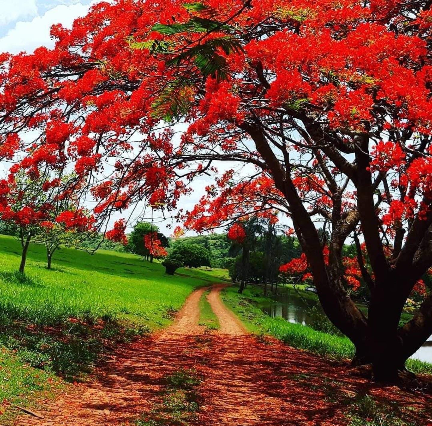 GREEN PARADISE® Red Gulmohar tree F1 Quality seeds Pack Delonix regia Red flame tree Ornamental flowering tree seeds with free germination media (pack of 20 seeds) - Image 6