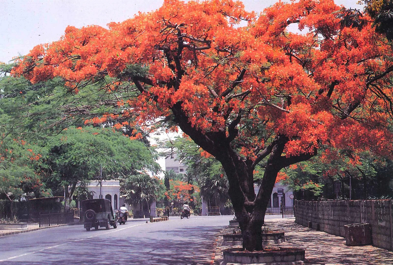 GREEN PARADISE® Red Gulmohar tree F1 Quality seeds Pack Delonix regia Red flame tree Ornamental flowering tree seeds with free germination media (pack of 20 seeds) - Image 7