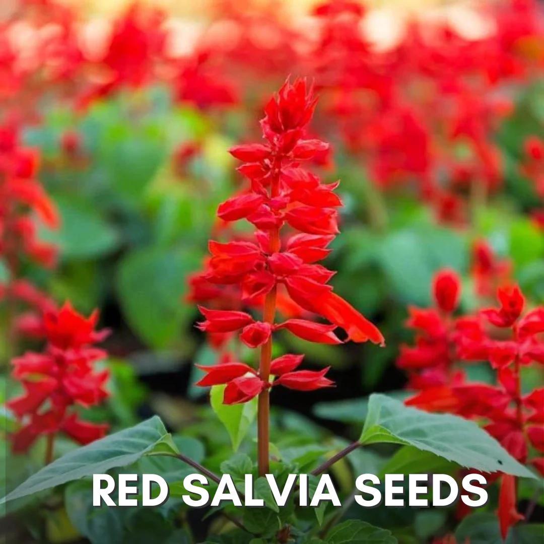 Green Paradise® Red Salvia Flower Seeds Pack - Image 3