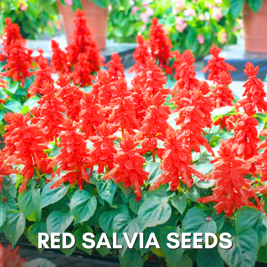 Green Paradise® Red Salvia Flower Seeds Pack - Image 4