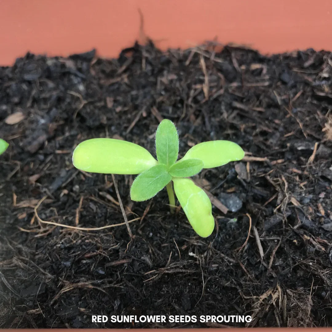 Green Paradise® Red Sunflower (Improved) Seeds Pack - Image 3