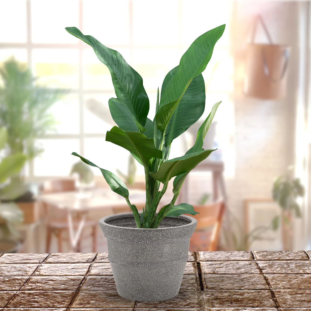 Green Paradise® Rock Round Roto Molded High Quality Premium Planter - Image 4
