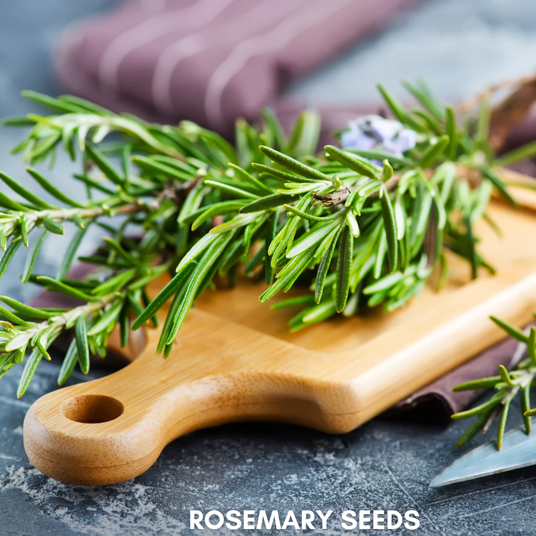 Green Paradise® Rosemary (IMP) Seeds Pack - Image 2