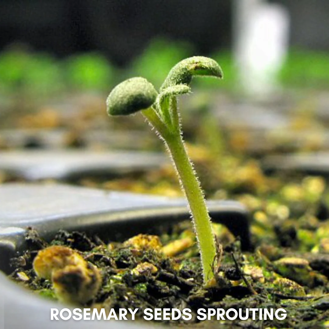 Green Paradise® Rosemary (IMP) Seeds Pack - Image 3