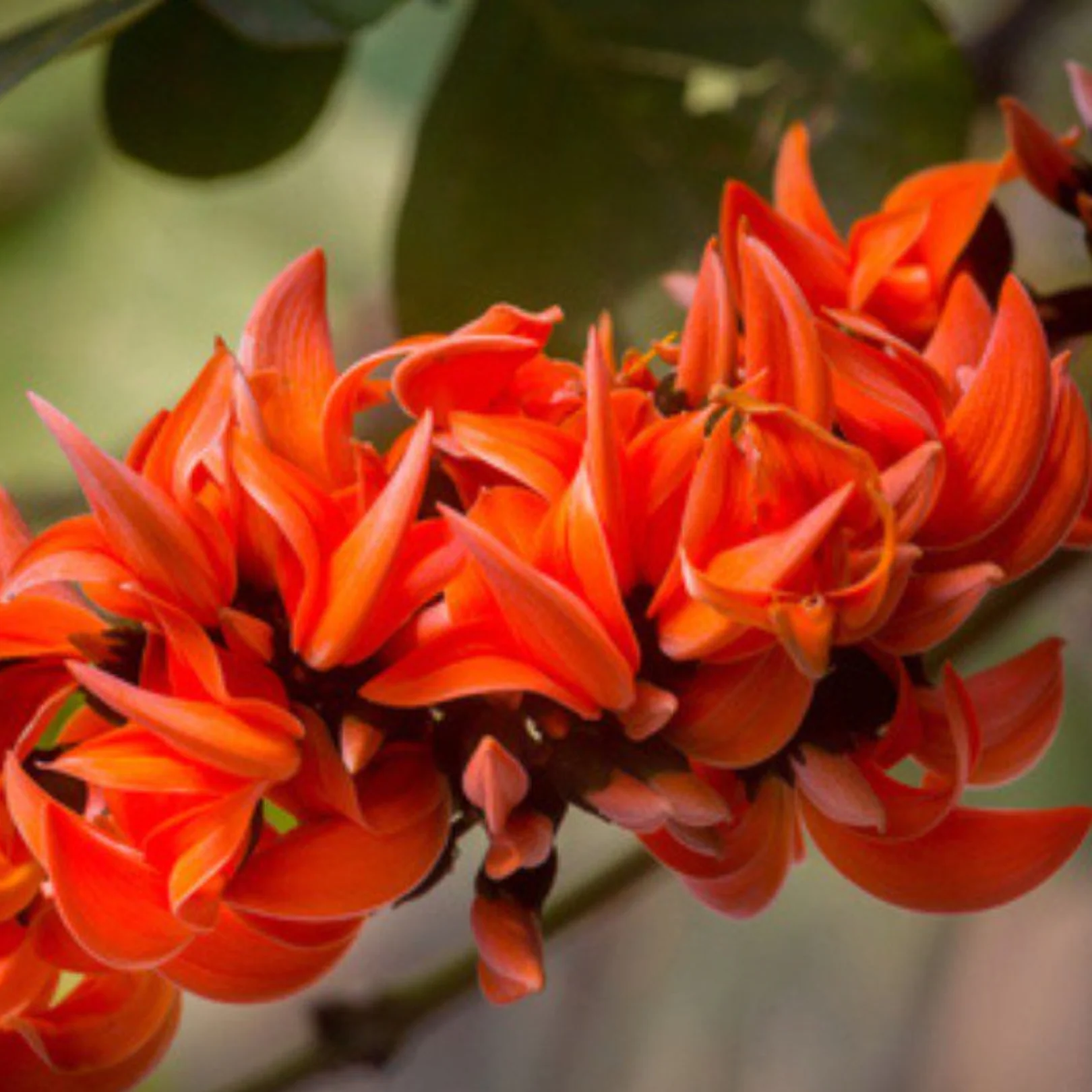 Green Paradise® Sacred Tree – Palash Plant kesuda plant (Butea monosperma) | Flame of the Forest | Rare Flowering & Medicinal Tree - Image 2
