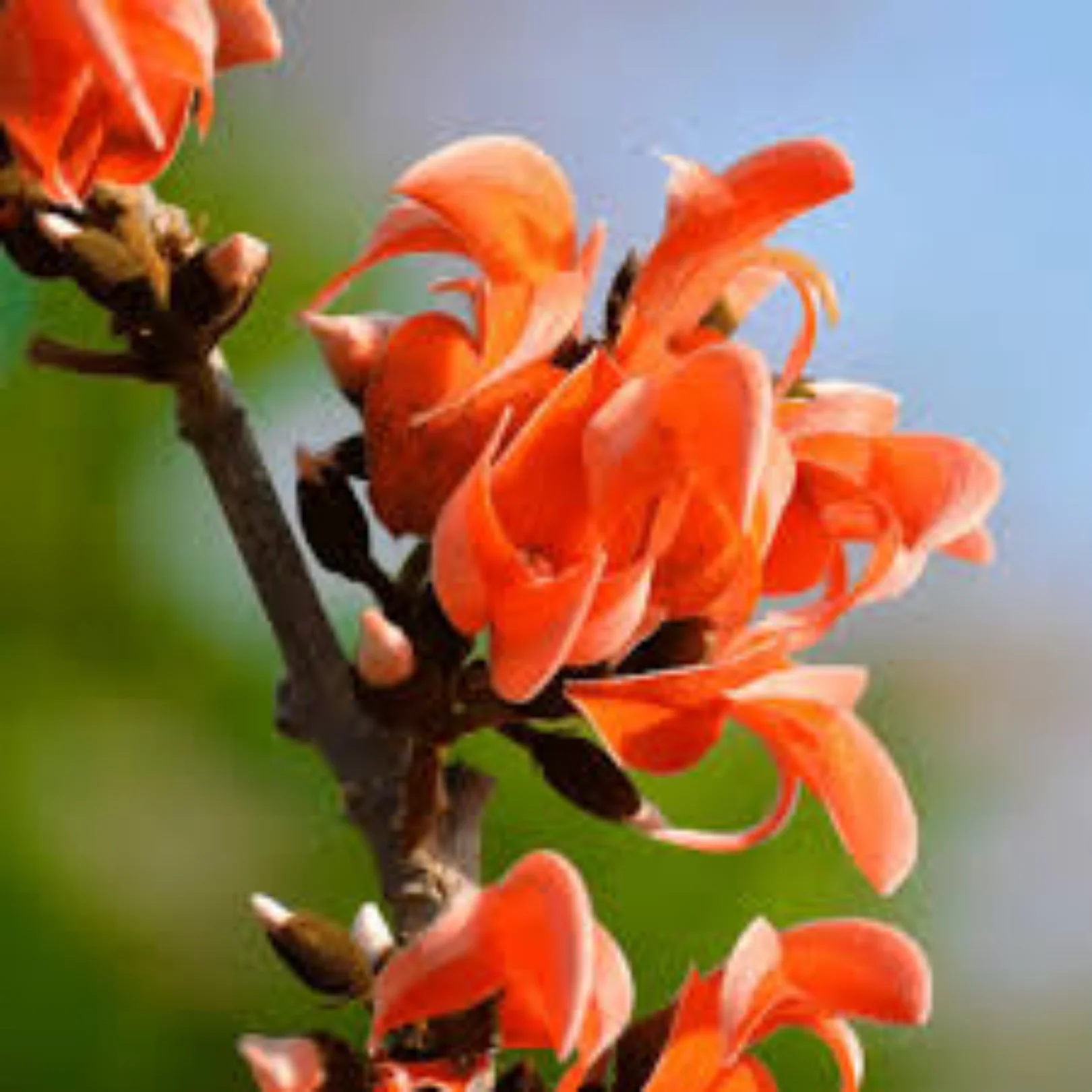 Green Paradise® Sacred Tree – Palash Plant kesuda plant (Butea monosperma) | Flame of the Forest | Rare Flowering & Medicinal Tree - Image 3
