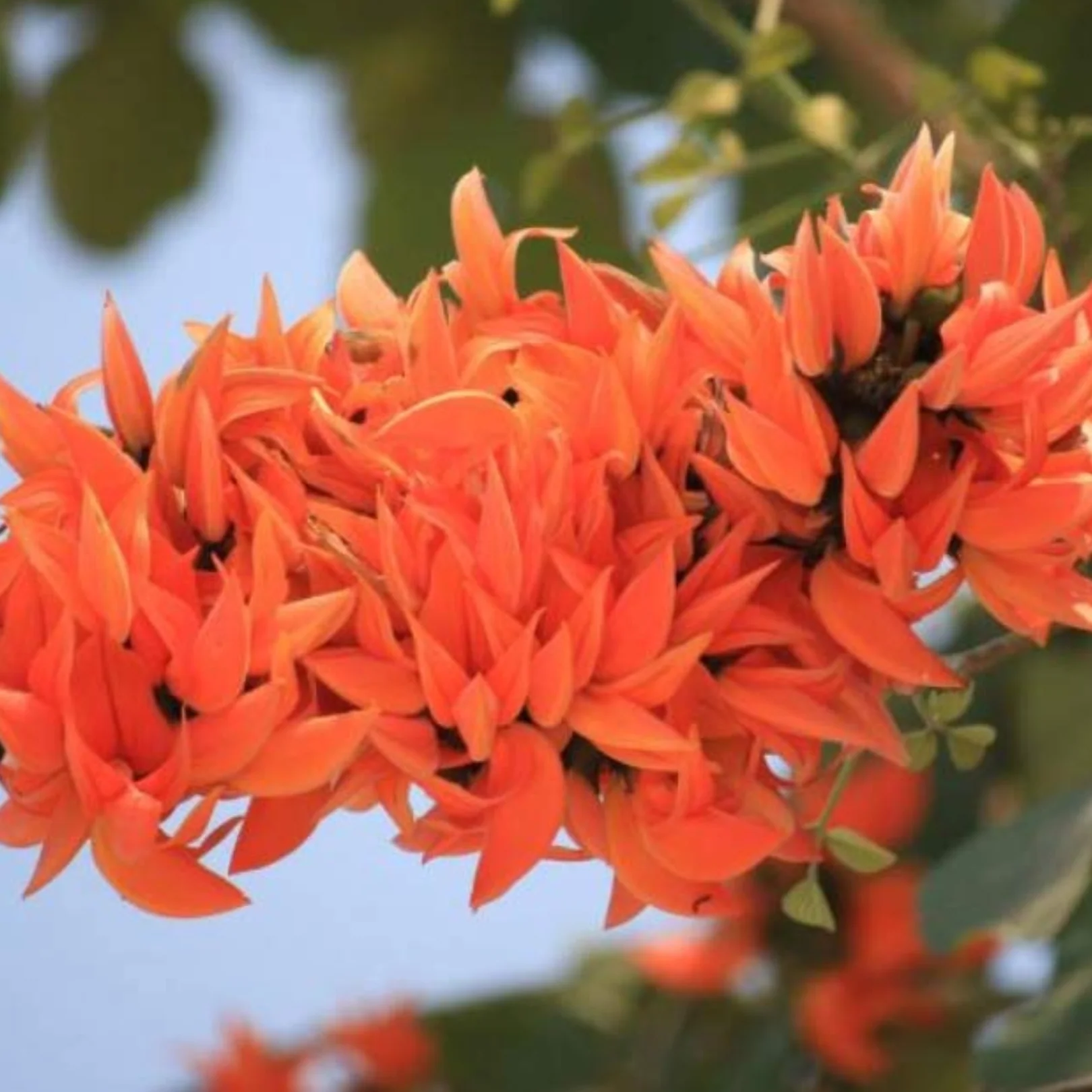 Green Paradise® Sacred Tree – Palash Plant kesuda plant (Butea monosperma) | Flame of the Forest | Rare Flowering & Medicinal Tree - Image 4