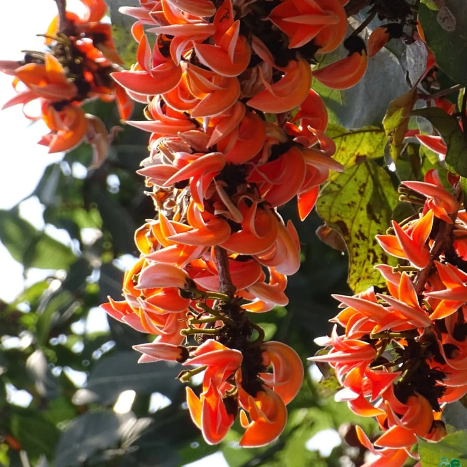 Green Paradise® Sacred Tree – Palash Plant kesuda plant (Butea monosperma) | Flame of the Forest | Rare Flowering & Medicinal Tree - Image 5