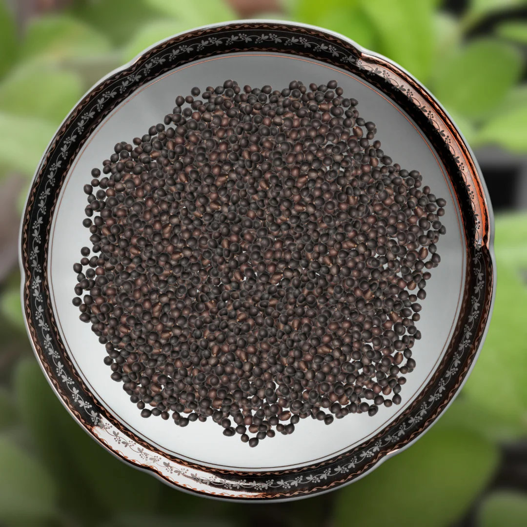 Green Paradise® Imported Sage Seeds Aromatic Culinary Herb for Garden & Pots - Image 2