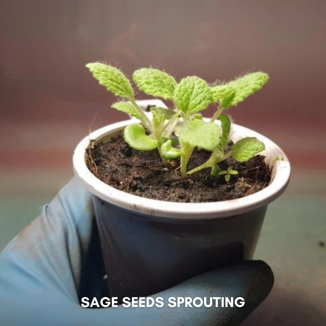 Green Paradise® Imported Sage Seeds Aromatic Culinary Herb for Garden & Pots - Image 3