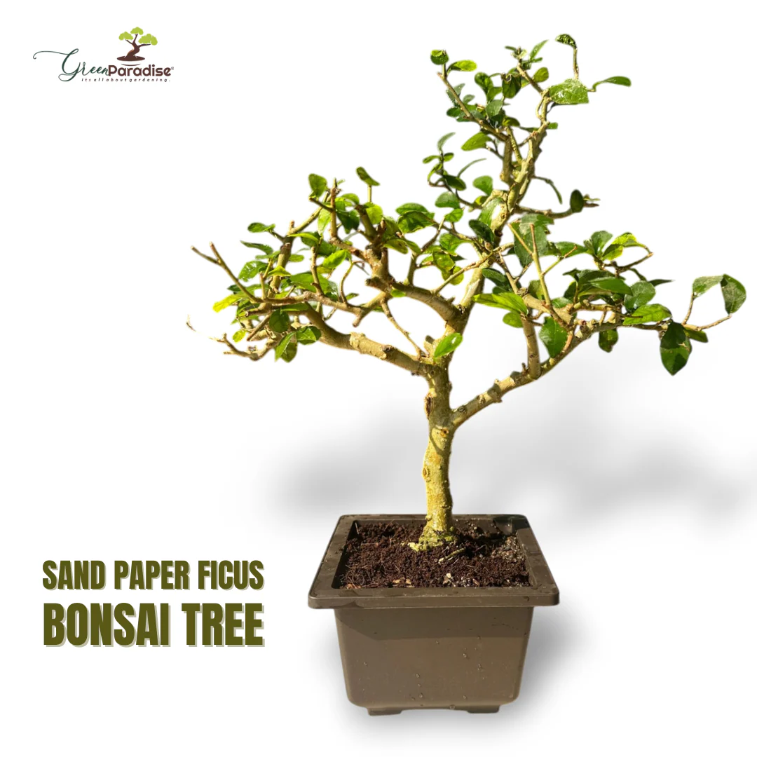 Green Paradise® Sandpaper Ficus Bonsai Streblus asper Bonsai Tree for Home & Office | Low Maintenance Air-Purifying Plant - Image 2