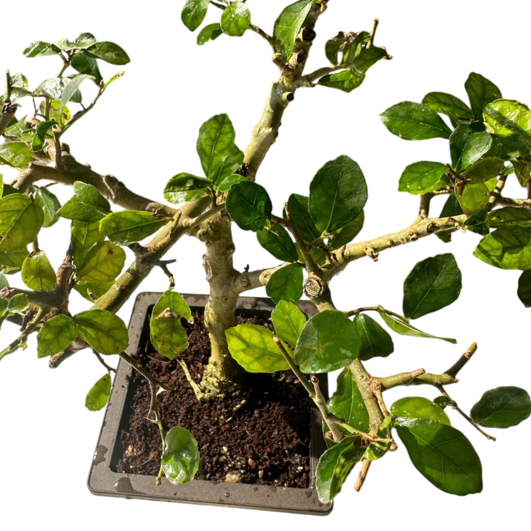 Green Paradise® Sandpaper Ficus Bonsai Streblus asper Bonsai Tree for Home & Office | Low Maintenance Air-Purifying Plant - Image 3