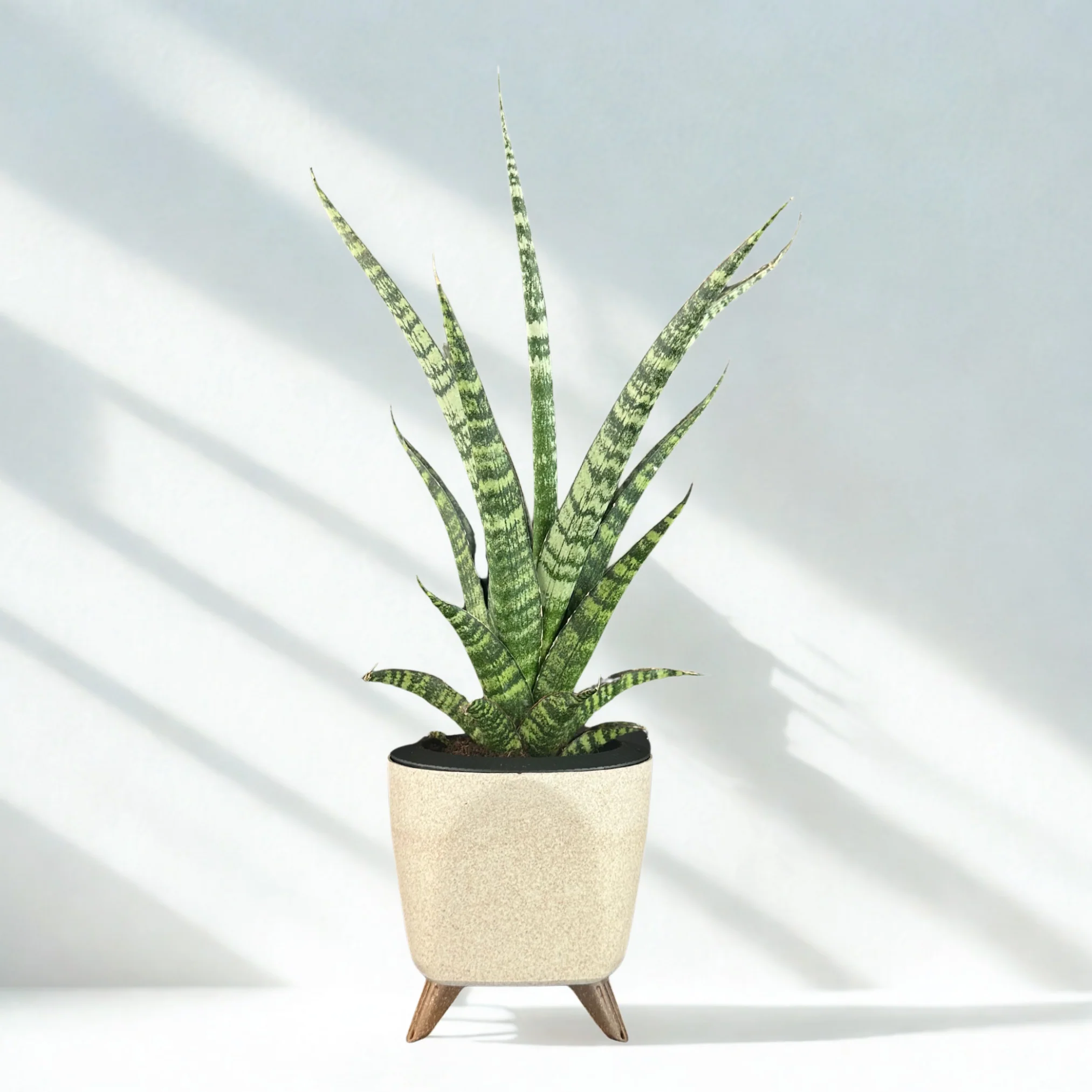 Green Paradise® Sansevieria Rare Crocodile Rock Live Indoor Plant in Premium Plastic Self Watering Pot | Air Purifying Plant | Easy to Care & Ideal for Home Décor