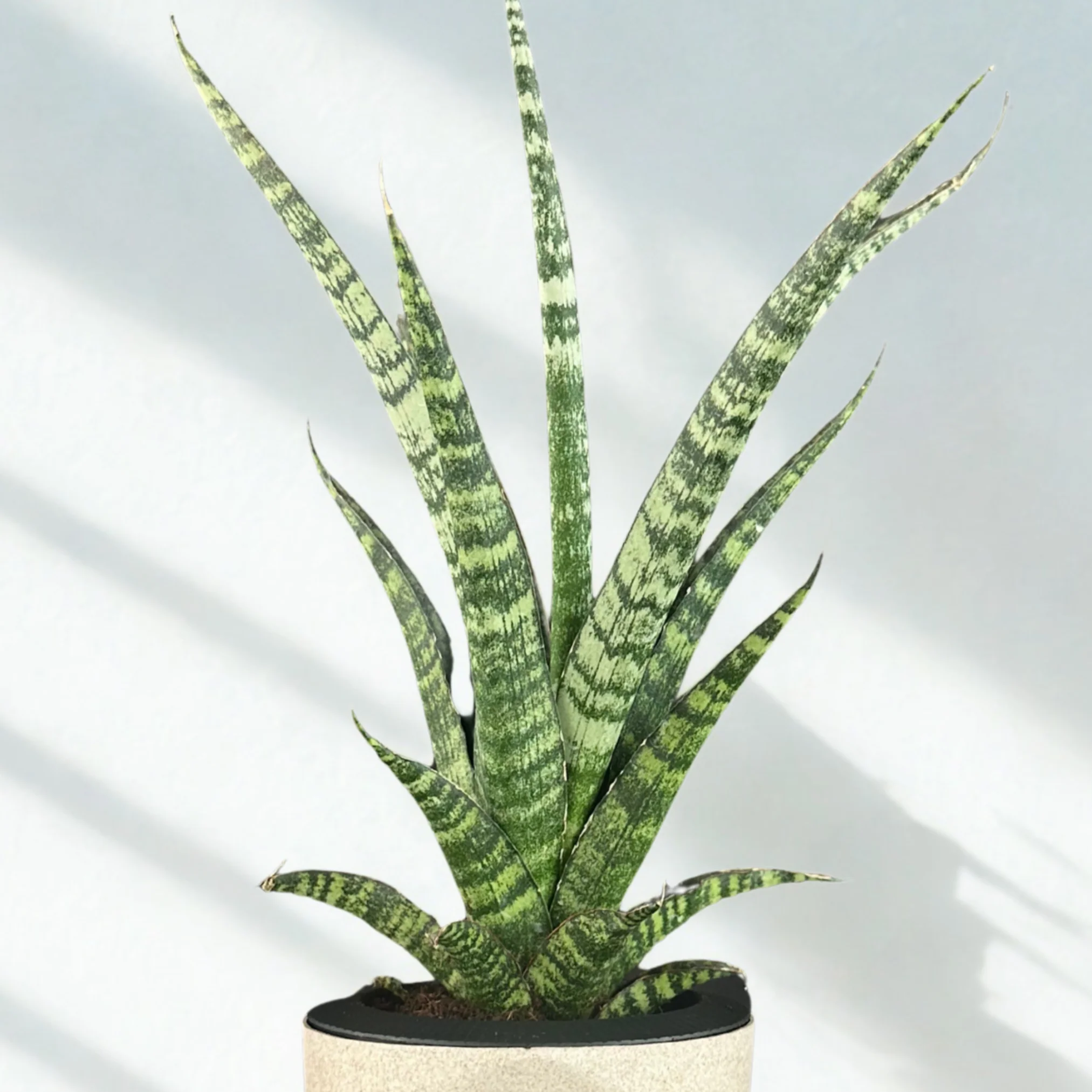 Green Paradise® Sansevieria Rare Crocodile Rock Live Indoor Plant in Premium Plastic Self Watering Pot | Air Purifying Plant | Easy to Care & Ideal for Home Décor - Image 2