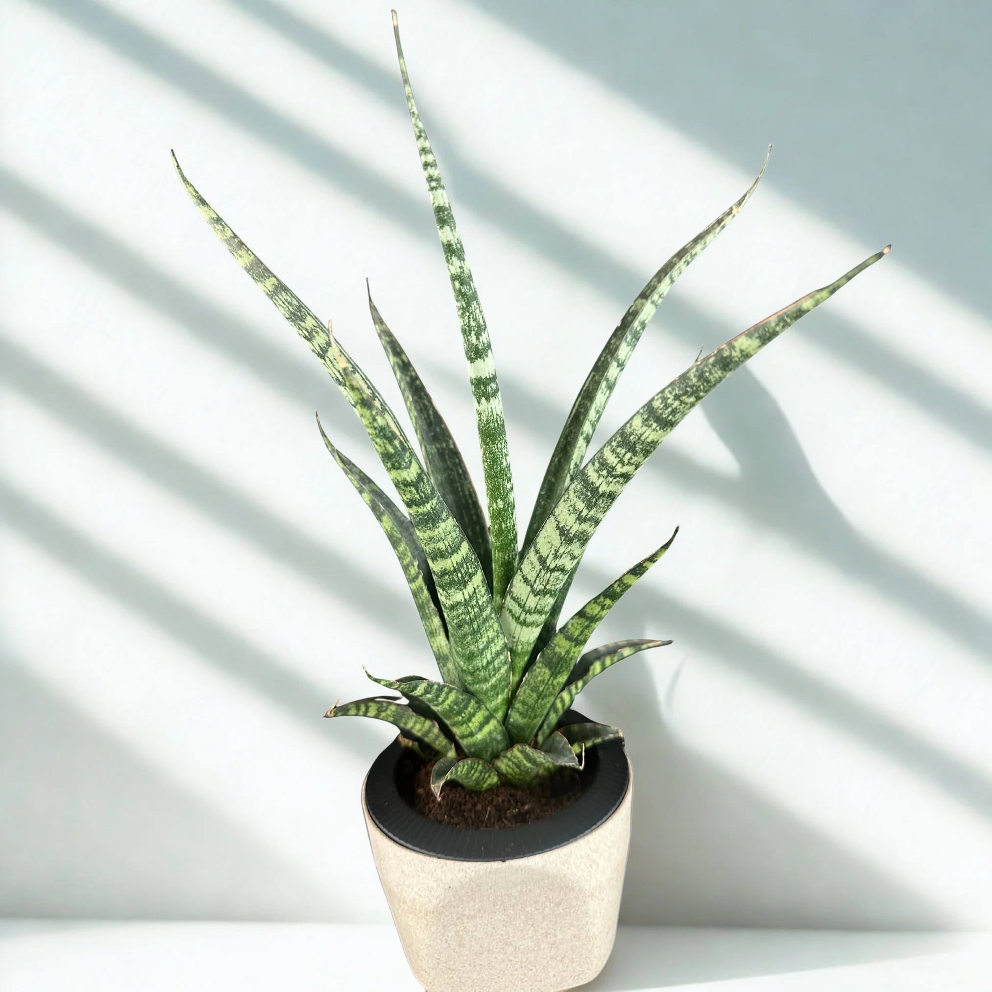 Green Paradise® Sansevieria Rare Crocodile Rock Live Indoor Plant in Premium Plastic Self Watering Pot | Air Purifying Plant | Easy to Care & Ideal for Home Décor - Image 3