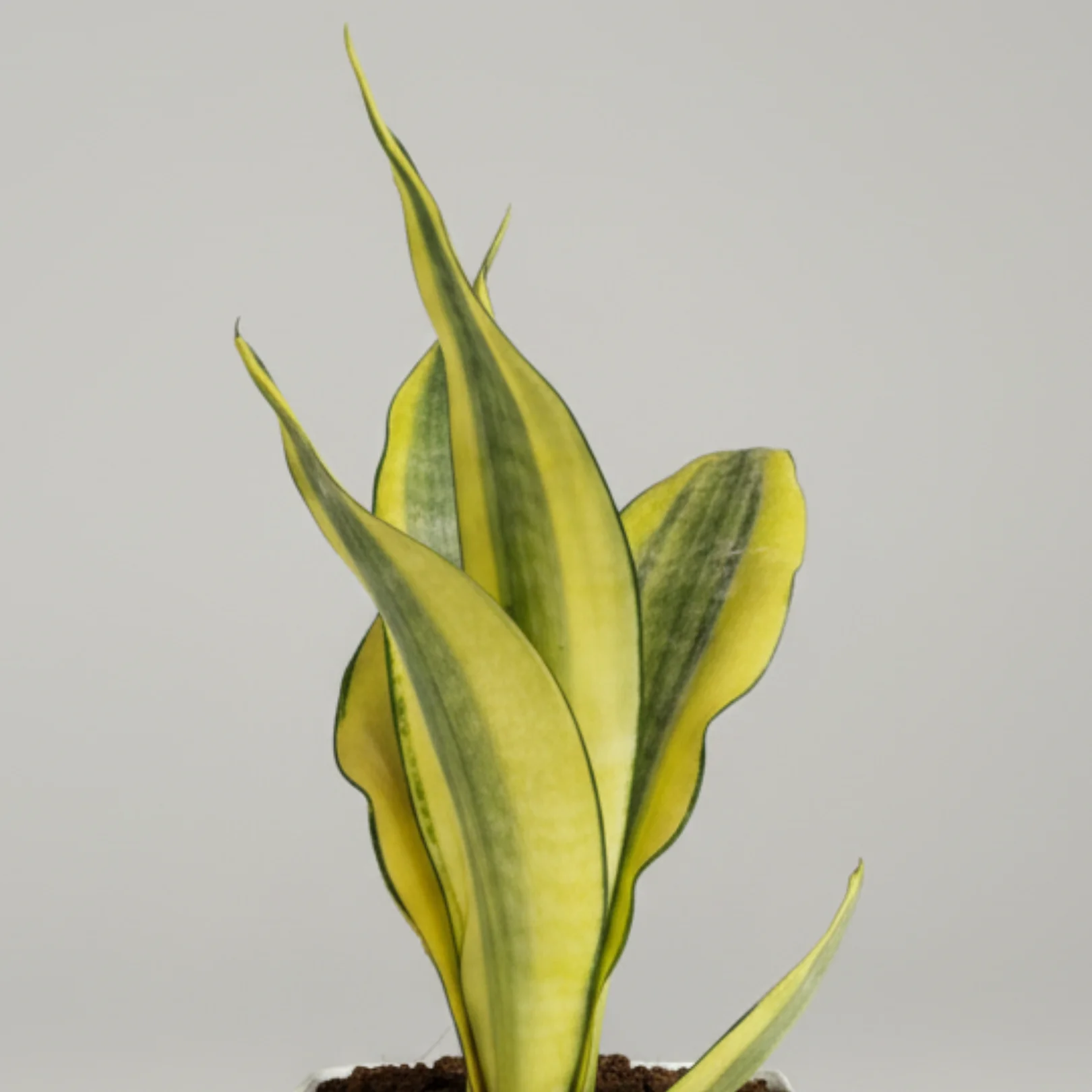 Green Paradise® Sansevieria Gold Dust Plant With Premium Pot– Rare Air Purifying Indoor Plant - Image 2