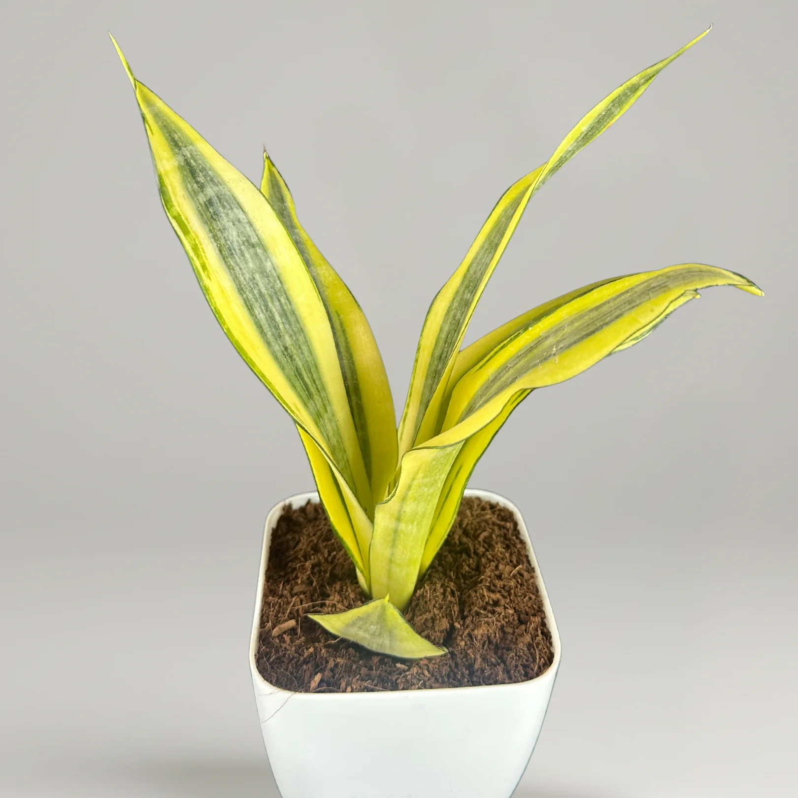 Green Paradise® Sansevieria Gold Dust Plant With Premium Pot– Rare Air Purifying Indoor Plant - Image 3