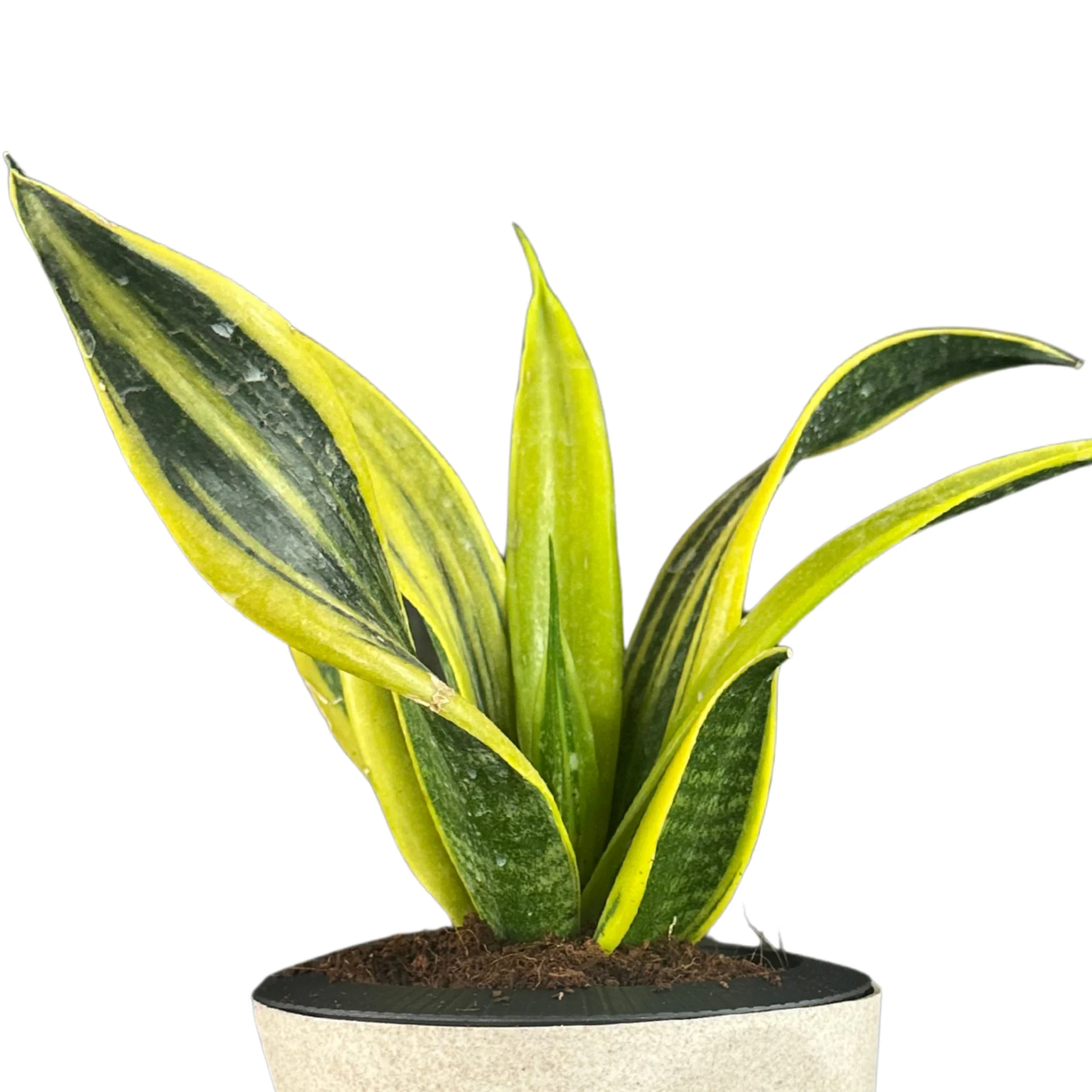 Green Paradise® Sansevieria Golden Hahnii Live Indoor Plant in Premium Self Watering Pot | Low Maintenance Air Purifying Plant - Image 2