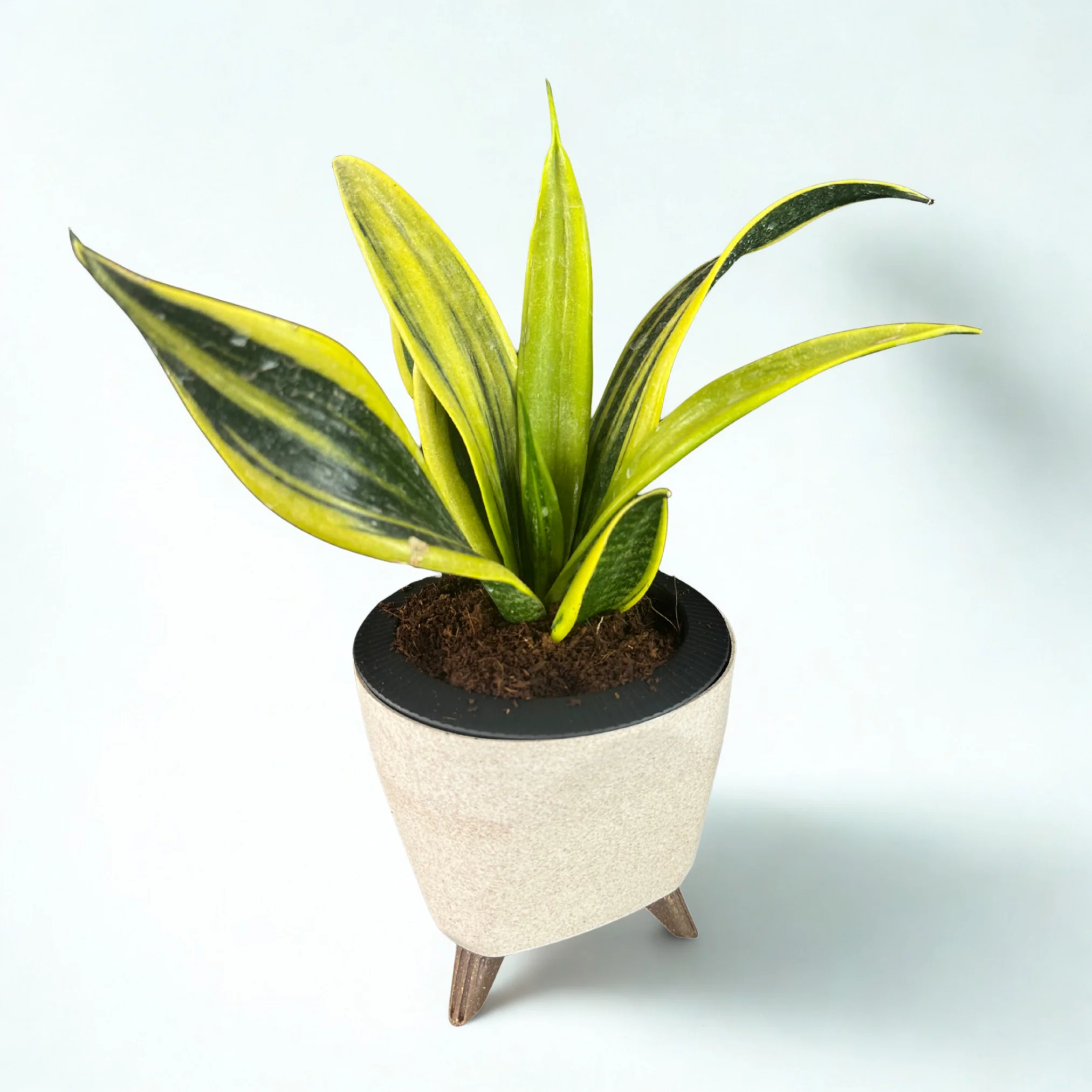 Green Paradise® Sansevieria Golden Hahnii Live Indoor Plant in Premium Self Watering Pot | Low Maintenance Air Purifying Plant - Image 3