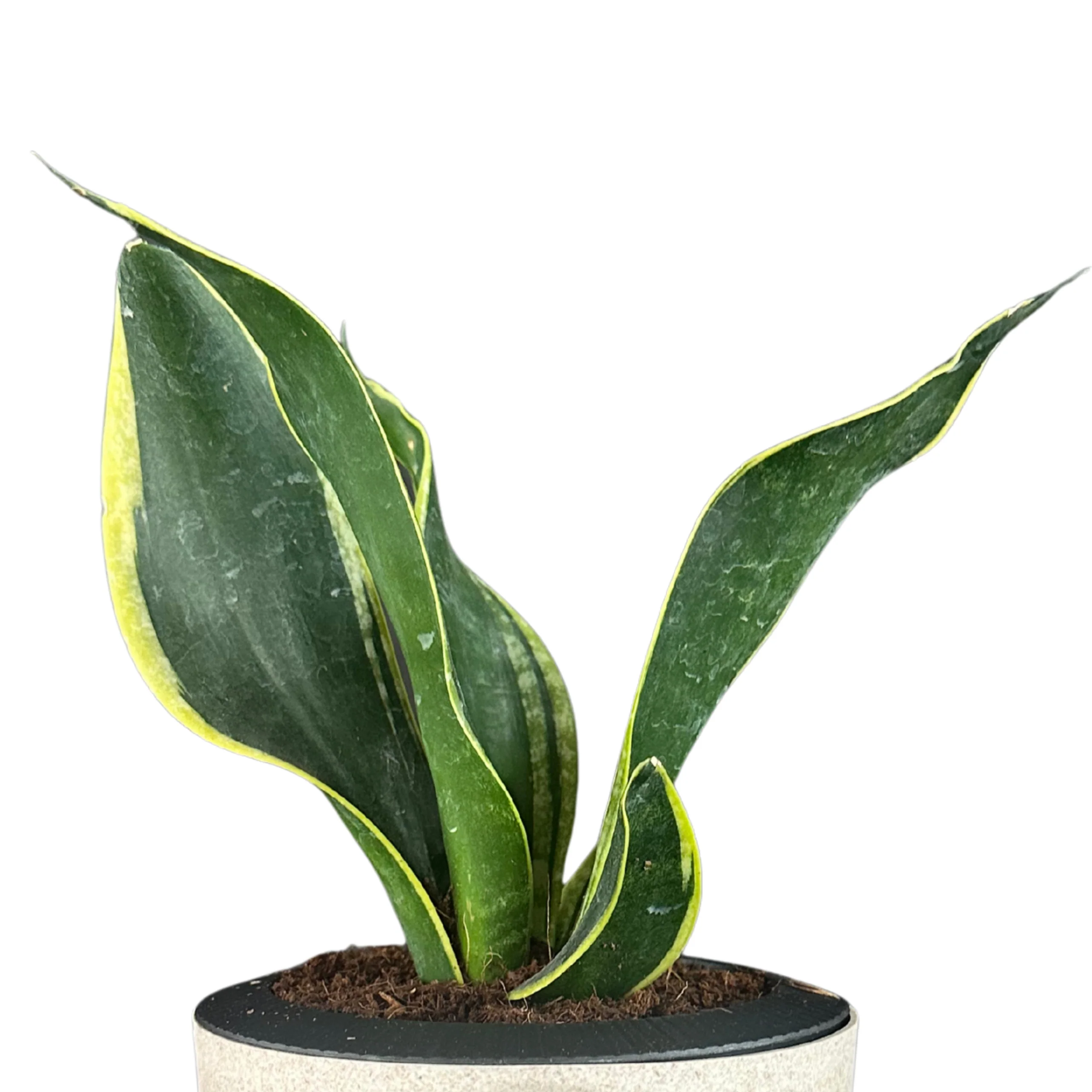 Green Paradise® Sansevieria Laurentii Snake Plant – Air Purifying Indoor Plant in Premium Plastic Self Watering Pot - Image 2