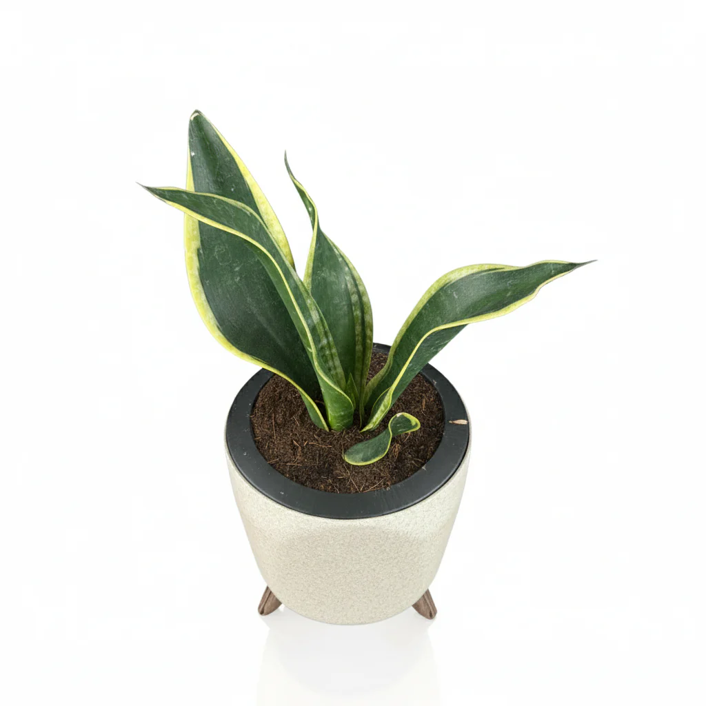 Green Paradise® Sansevieria Laurentii Snake Plant – Air Purifying Indoor Plant in Premium Plastic Self Watering Pot - Image 3