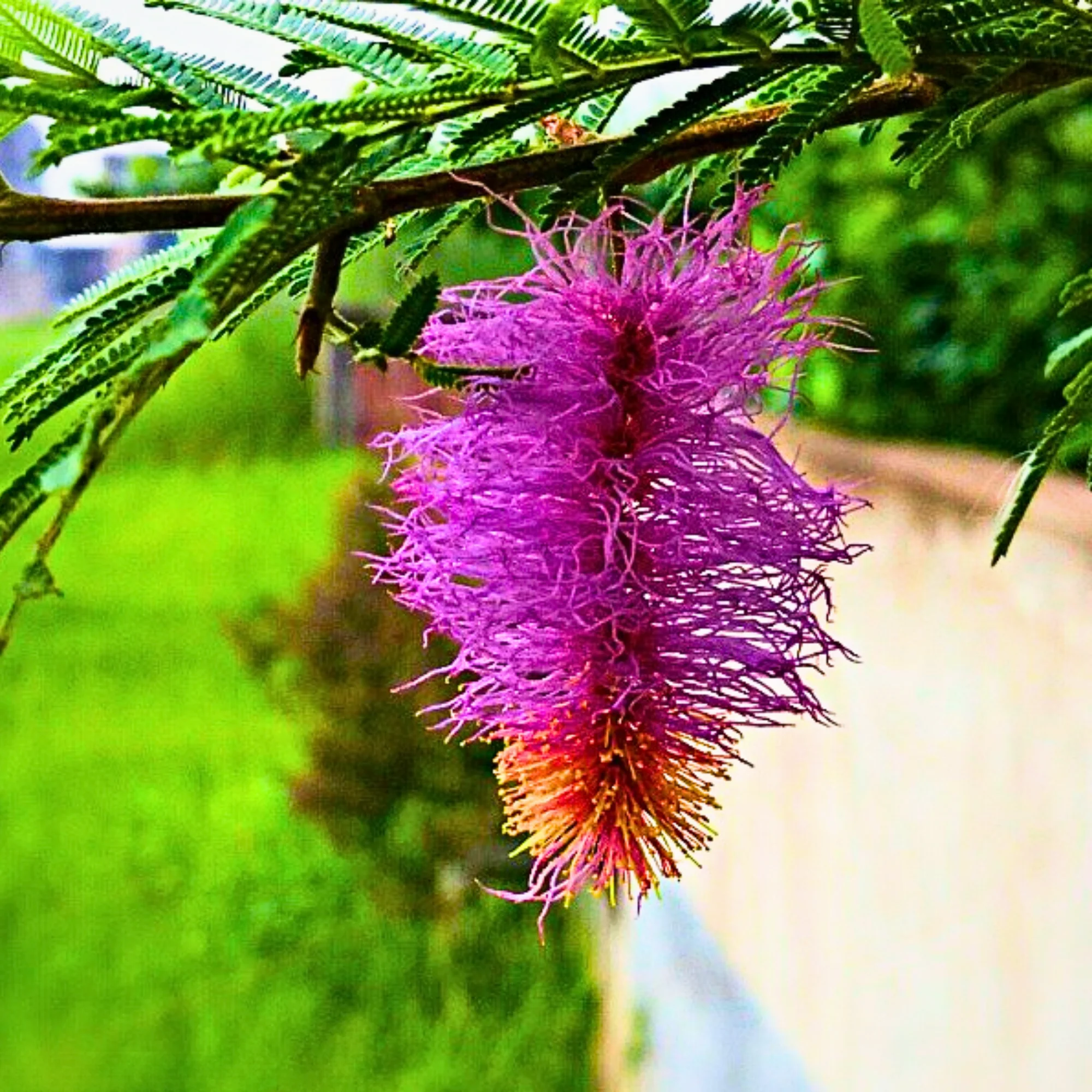 Green Paradise® shami plant Sapling Holy Shami Tree bring goodluck to your house - Image 2