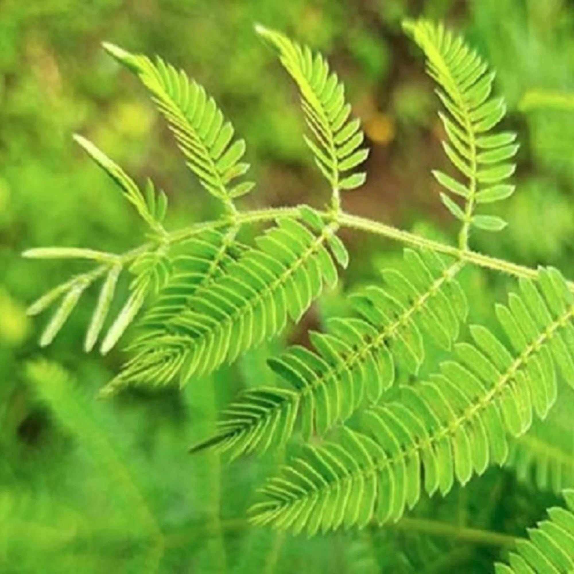 Green Paradise® shami plant Sapling Holy Shami Tree bring goodluck to your house - Image 3