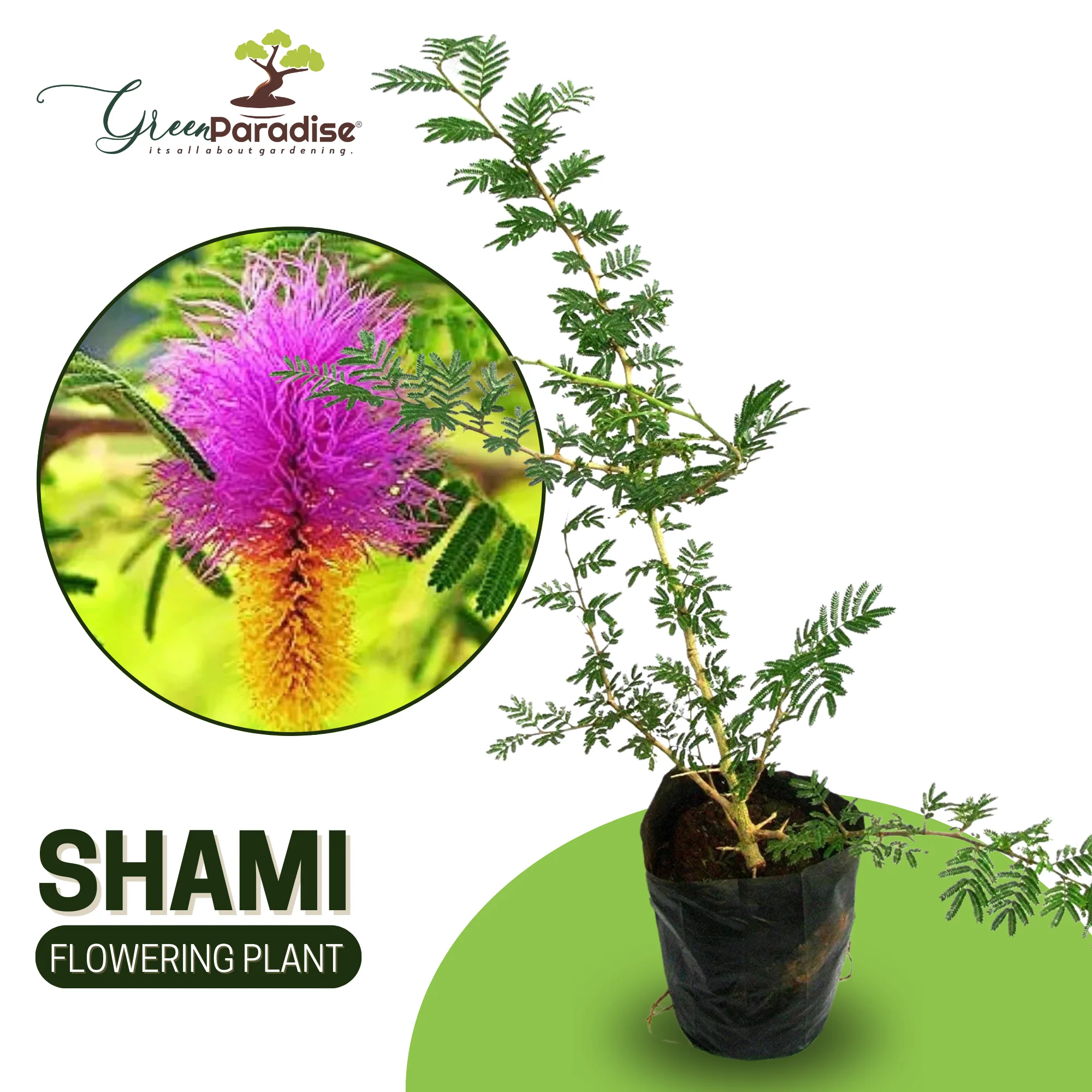 Green Paradise® shami plant Sapling Holy Shami Tree bring goodluck to your house - Image 4