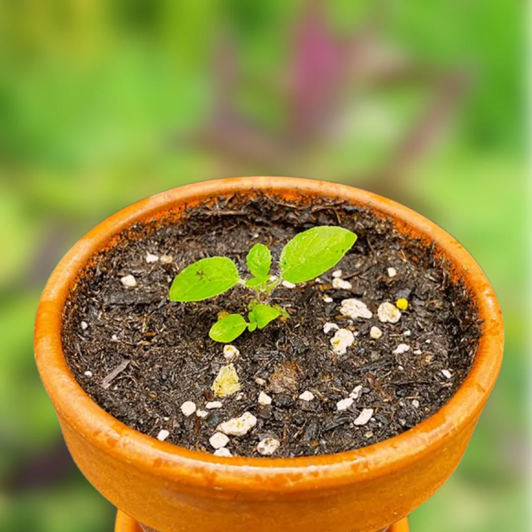Green Paradise® Shyam Tulsi Seeds | Holy Basil for Health, Pooja & Home Gardening | High Germination, Non-GMO - Image 3