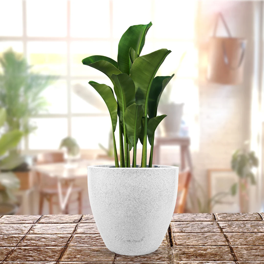 Green Paradise® P CUP Round Roto Molded High Quality Premium Planter - Image 4