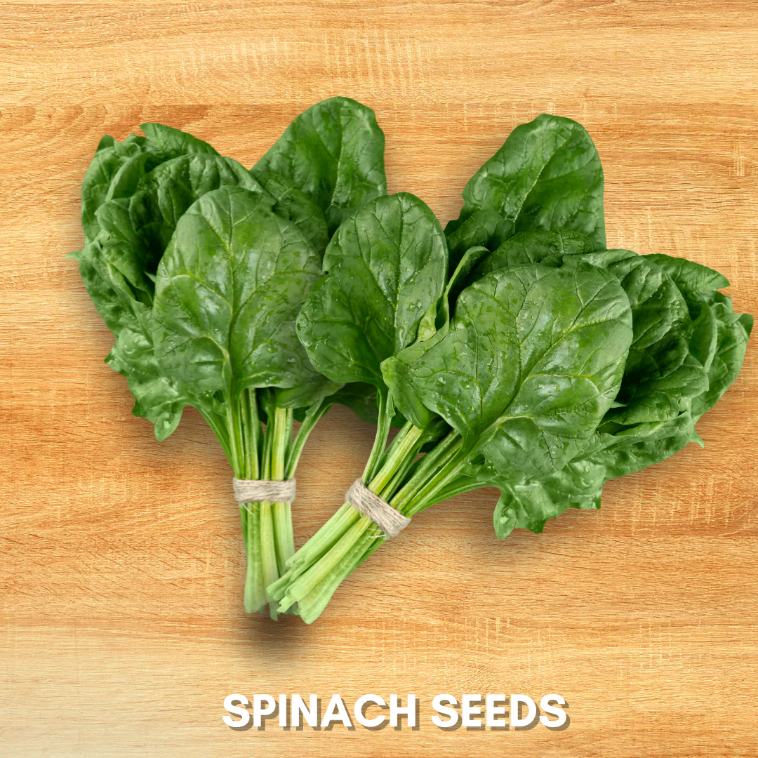 Green Paradise® Spinach (Palak) Seeds Pack - Image 3