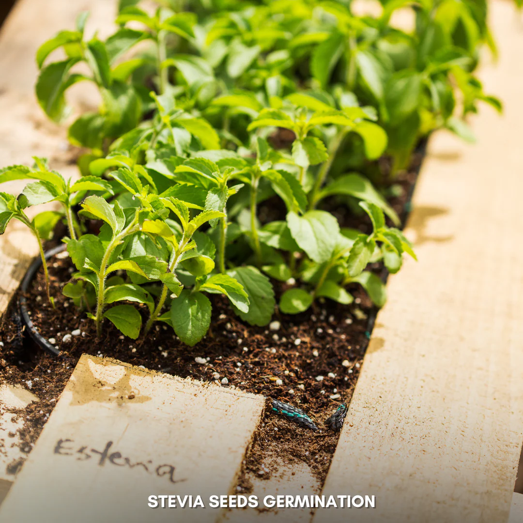 Green Paradise® Stevia IMP (Herbs) Seeds Pack - Image 2