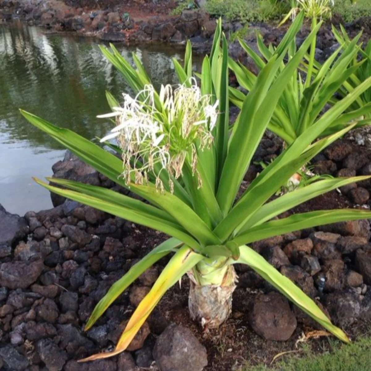 GREEN PARADISE® Sudarshan Lily CrinumAsiaticum Lily Fragrant flowering Lily plant Giant Lily ( 1 Plant ) - Image 3