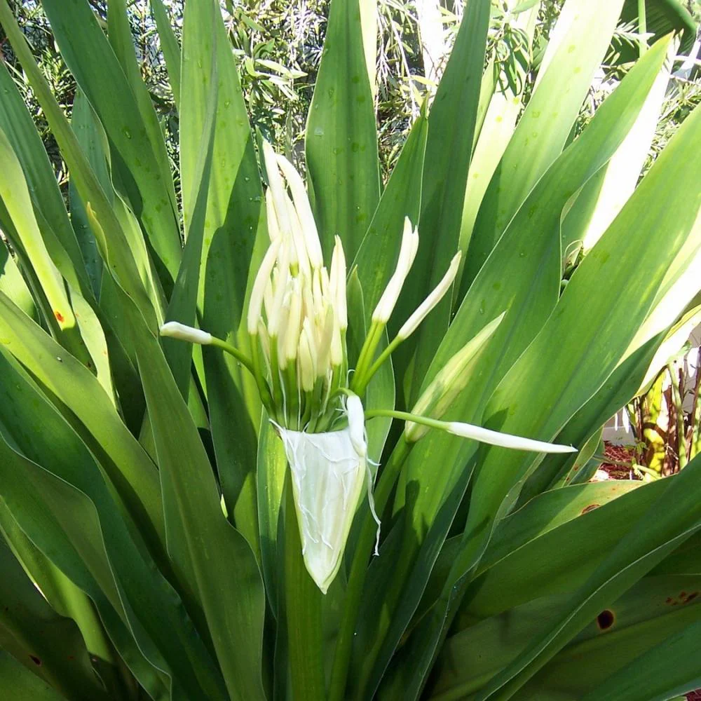 GREEN PARADISE® Sudarshan Lily CrinumAsiaticum Lily Fragrant flowering Lily plant Giant Lily ( 1 Plant ) - Image 4