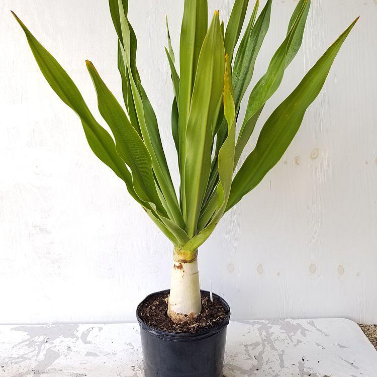 GREEN PARADISE® Sudarshan Lily CrinumAsiaticum Lily Fragrant flowering Lily plant Giant Lily ( 1 Plant ) - Image 5