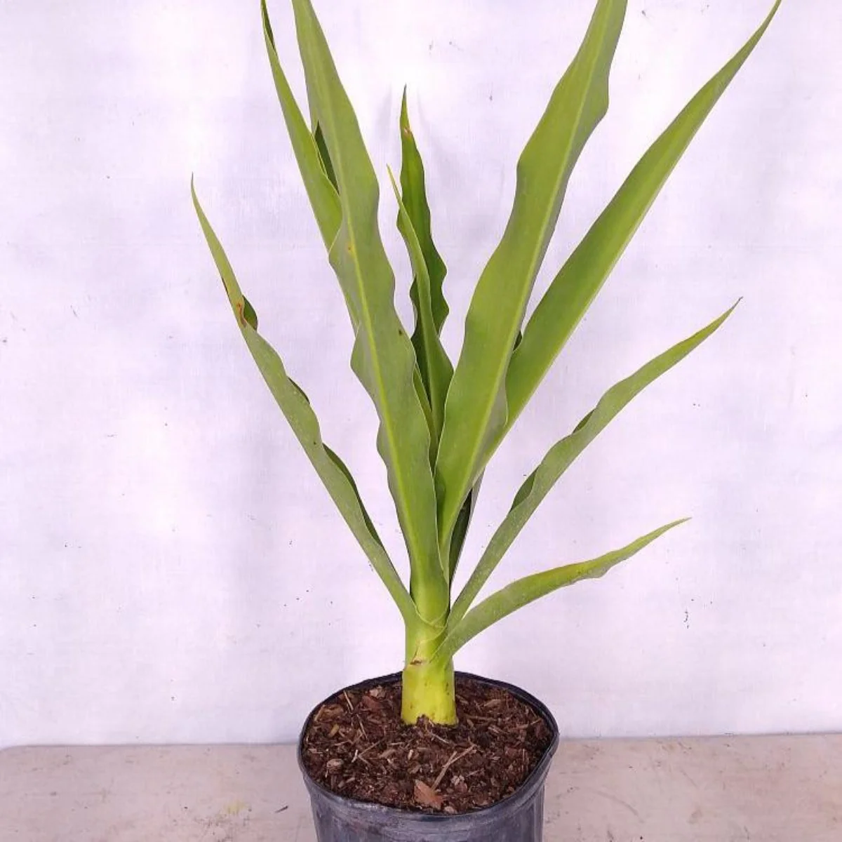 GREEN PARADISE® Sudarshan Lily CrinumAsiaticum Lily Fragrant flowering Lily plant Giant Lily ( 1 Plant ) - Image 6