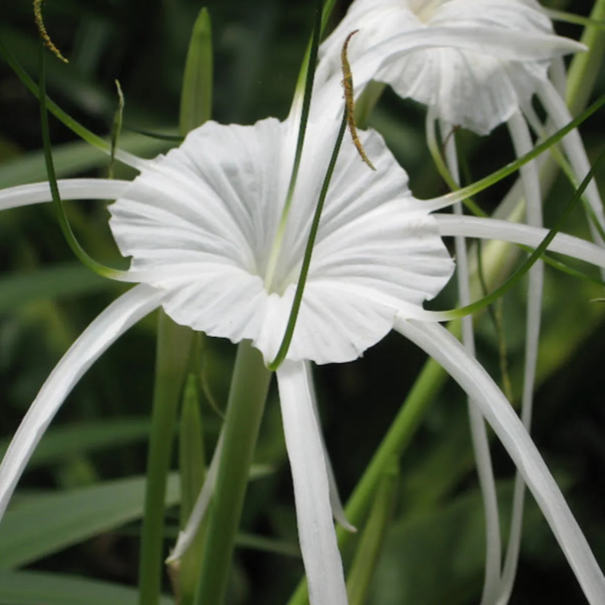 Green Paradise® Sudarshana Lily Crinum latifolium Beach Spider plant bulbs (set of 5 Bulbs) - Image 2