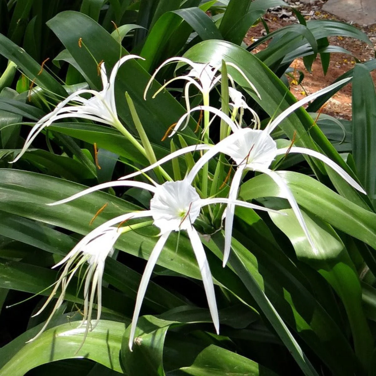 Green Paradise® Sudarshana Lily Crinum latifolium Beach Spider plant bulbs (set of 5 Bulbs) - Image 3