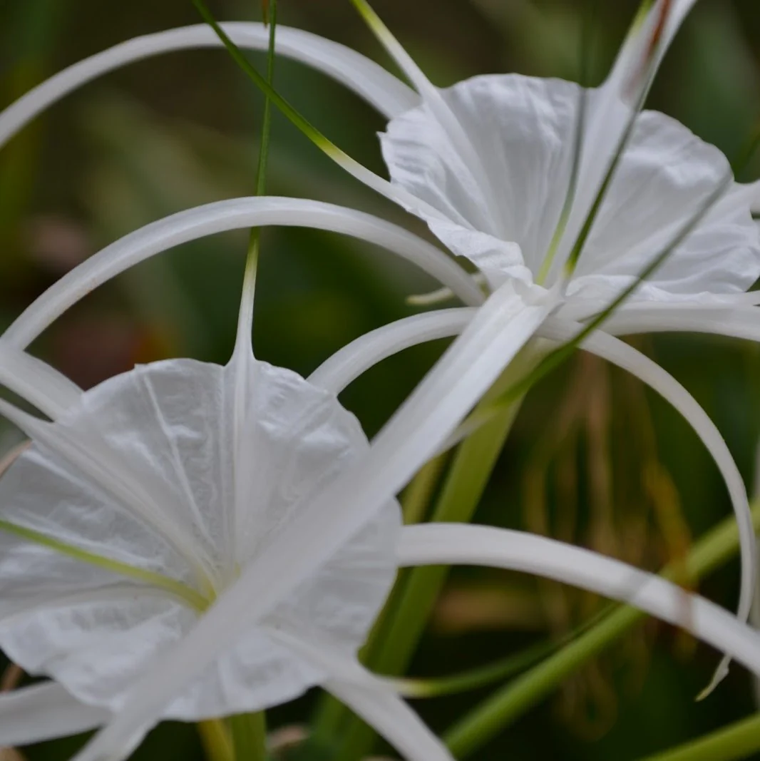 Green Paradise® Sudarshana Lily Crinum latifolium Beach Spider plant bulbs (set of 5 Bulbs) - Image 4