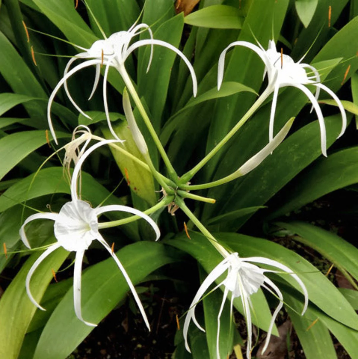 Green Paradise® Sudarshana Lily Crinum latifolium Beach Spider plant bulbs (set of 5 Bulbs) - Image 5