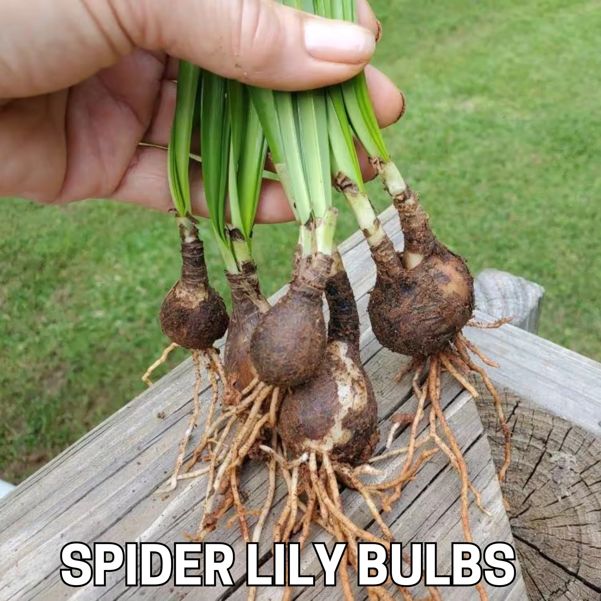 Green Paradise® Sudarshana Lily Crinum latifolium Beach Spider plant bulbs (set of 5 Bulbs) - Image 6