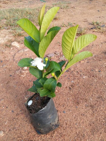 Green Paradise® Taiwan Pink Guava Plant Healthy Pink Guava plant grown By Air layering And Grafting For Early Fruiting Taiwan guava plant With Very Less Seeds And Very Tasty (1 Plant ) - Image 2