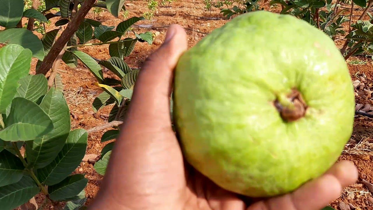 Green Paradise® Taiwan Pink Guava Plant Healthy Pink Guava plant grown By Air layering And Grafting For Early Fruiting Taiwan guava plant With Very Less Seeds And Very Tasty (1 Plant ) - Image 3