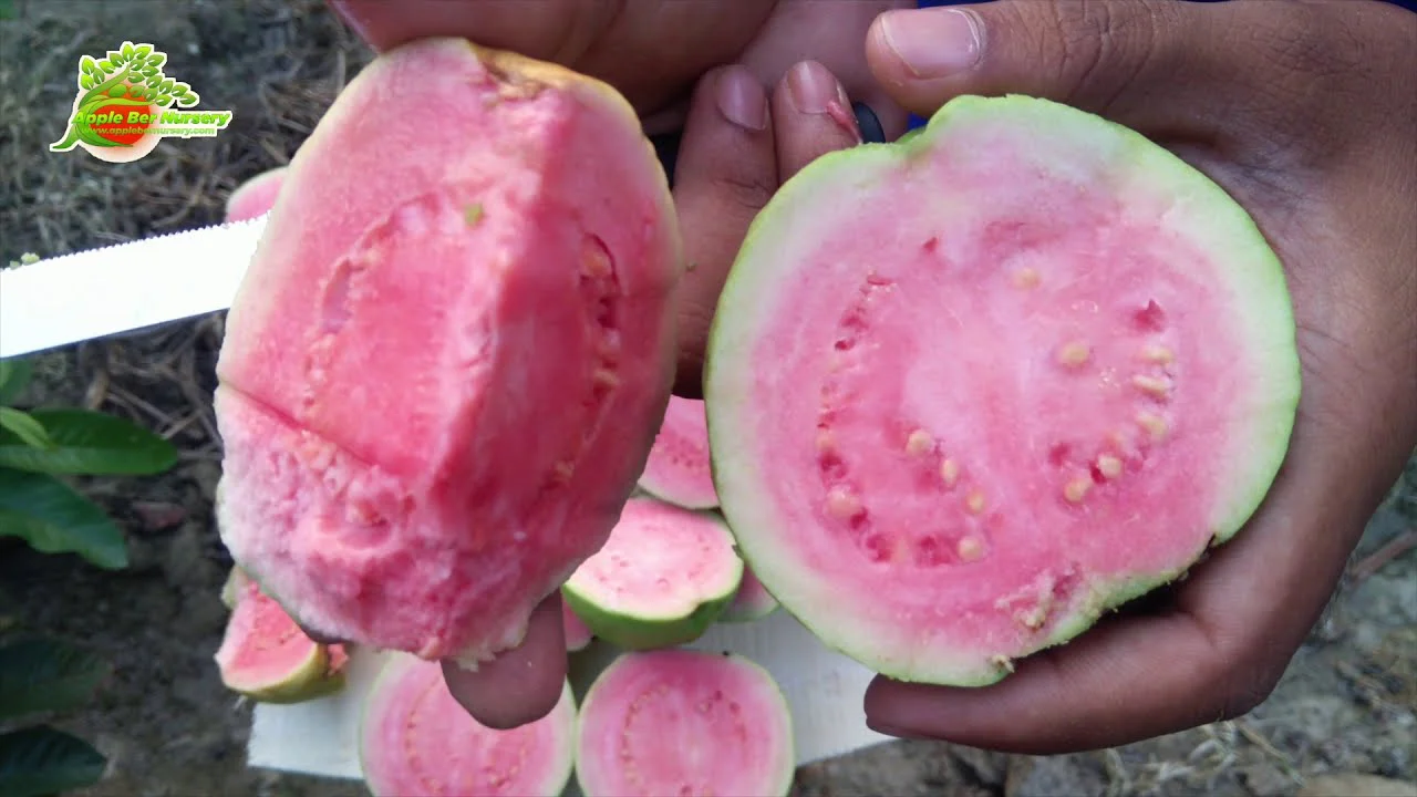 Green Paradise® Taiwan Pink Guava Plant Healthy Pink Guava plant grown By Air layering And Grafting For Early Fruiting Taiwan guava plant With Very Less Seeds And Very Tasty (1 Plant ) - Image 4