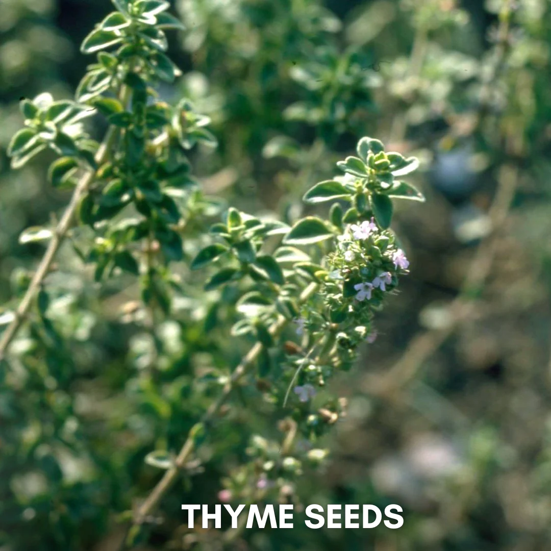 Green Paradise® Thyme IMP (Herbs) Seeds Pack - Image 3