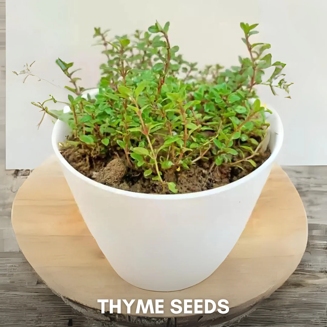 Green Paradise® Thyme IMP (Herbs) Seeds Pack - Image 4