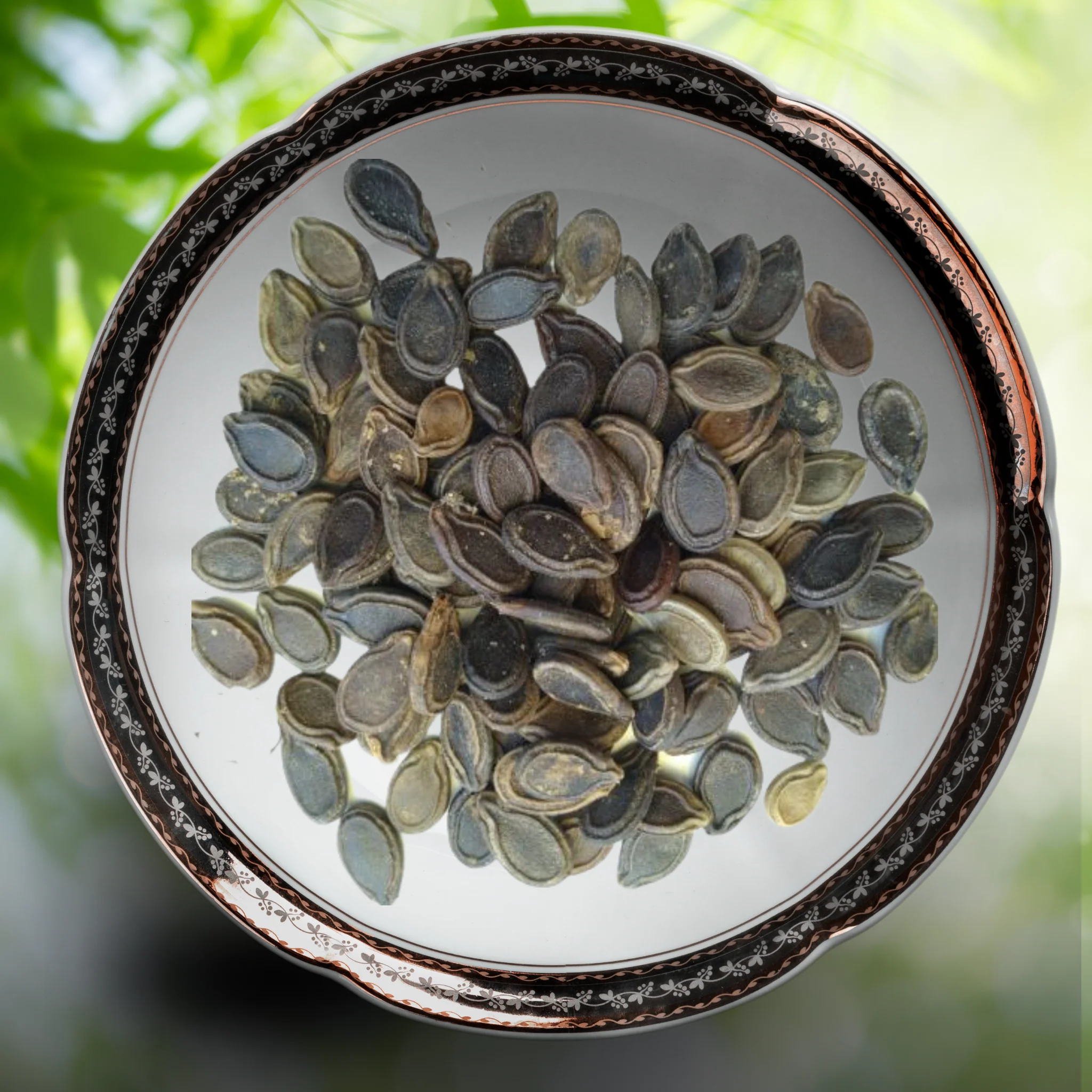 Green Paradise® Tinda Fruit (Indian Round Gourd) Seeds Pack - Image 2