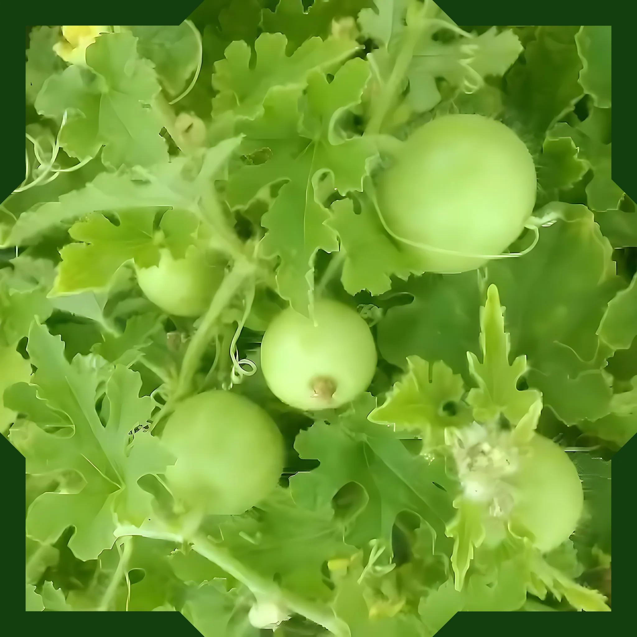 Green Paradise® Tinda Fruit (Indian Round Gourd) Seeds Pack - Image 3