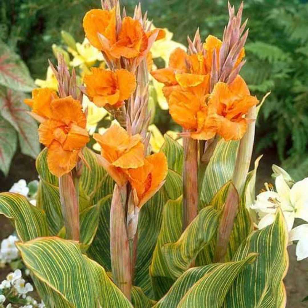 Green Paradise® Variegated Canna Plant – Live Tropical Flowering Plant for Garden & Pots - Image 2