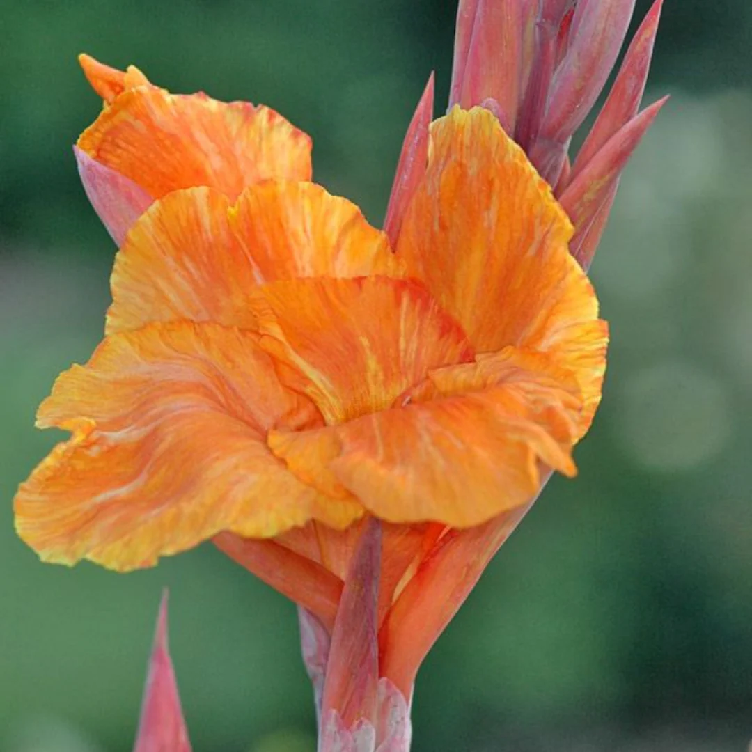 Green Paradise® Variegated Canna Plant – Live Tropical Flowering Plant for Garden & Pots - Image 3